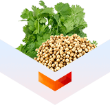 кориандр антибактериальный