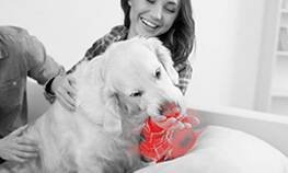 паразиты от животных